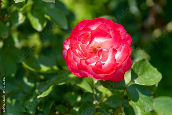 Obraz 5月のバラD