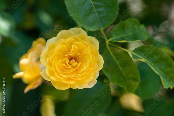 Obraz 5月のバラC