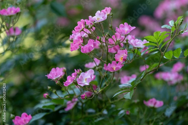 Obraz 5月のバラA