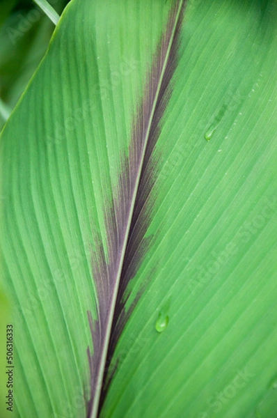 Obraz pattern on green leaves, spotted leaves