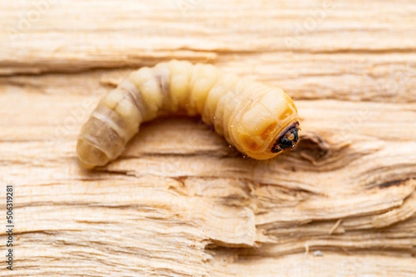 Obraz Woodworm, Wood Bark or Woodcutter Beetle Scolytinae Parasite Insect Worm Larva Maggot Plant Pest Macro