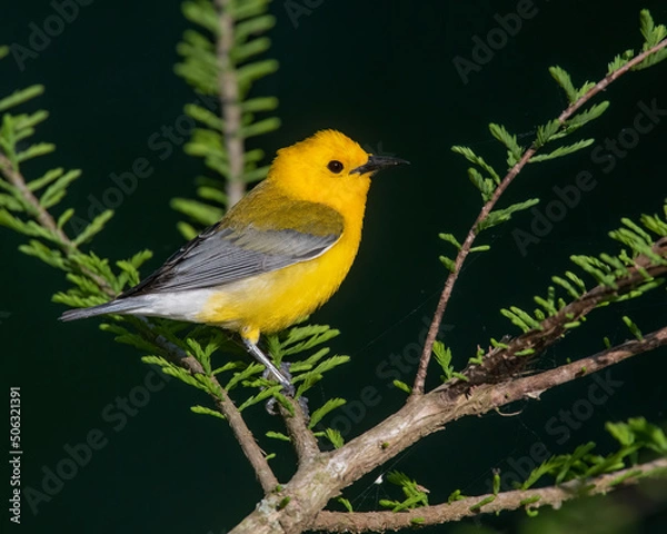 Obraz Prothonotary Warbler