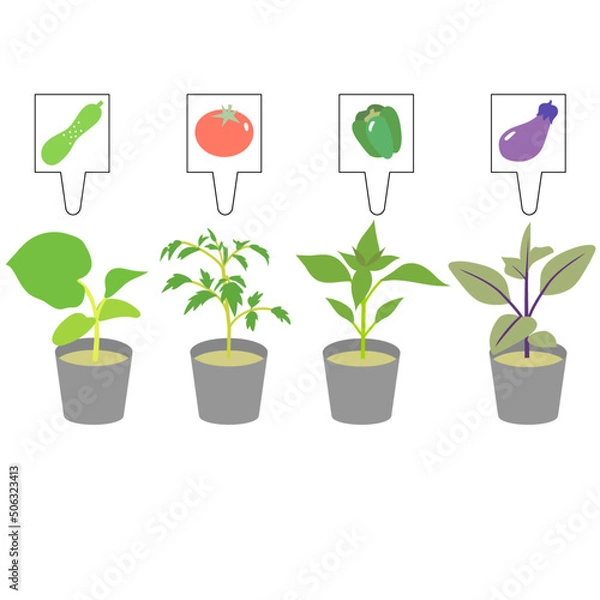 Fototapeta 夏野菜の苗