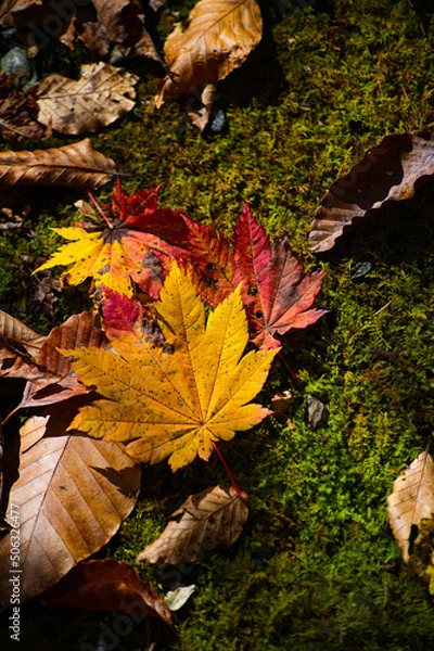 Fototapeta 日本の紅葉