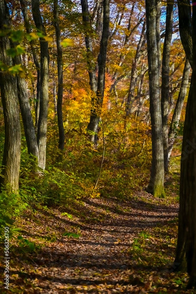 Fototapeta 日本の紅葉