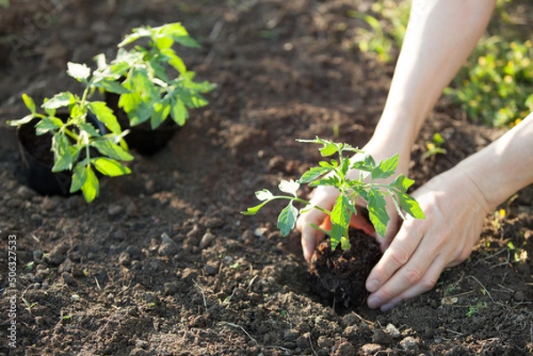 Obraz トマトの苗を植える
