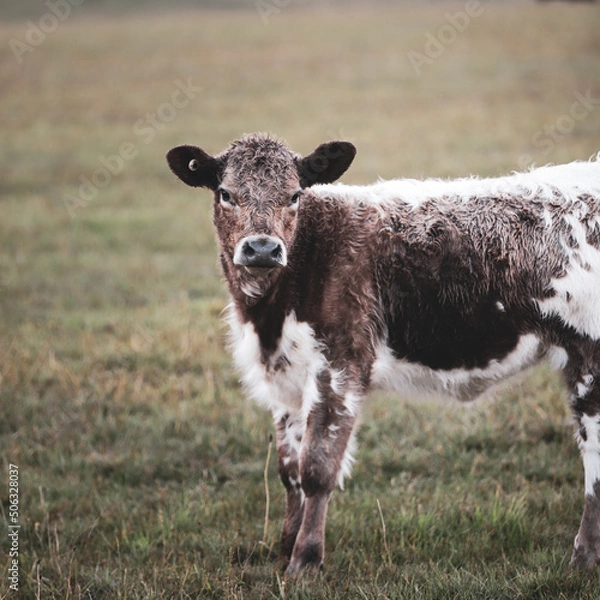 Obraz calf in a field