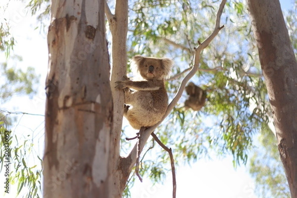 Obraz Koala 