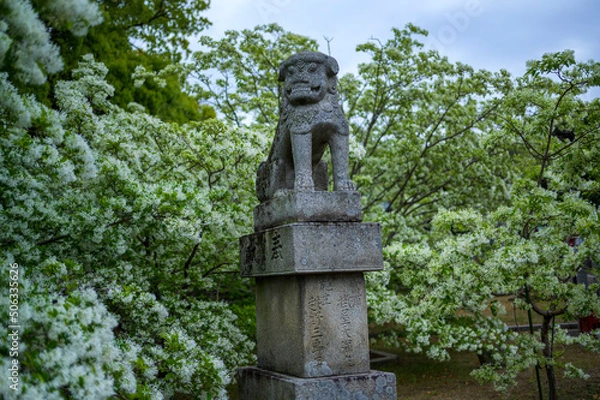 Obraz なんじゃもんじゃの木と狛犬