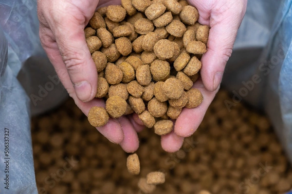 Fototapeta Pellets of dog food spilled out of the men's hands. A middle-aged man's hands hold brown round pellets in handfuls. The food falls into an open bag. Blurred motion. Close-up.  Selective focus.