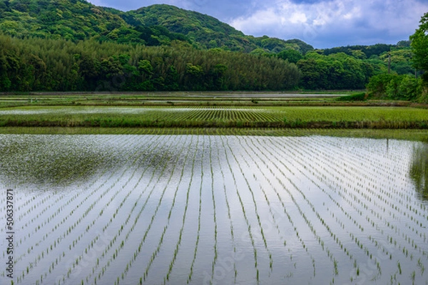 Obraz 田植えを終えた田んぼの風景
