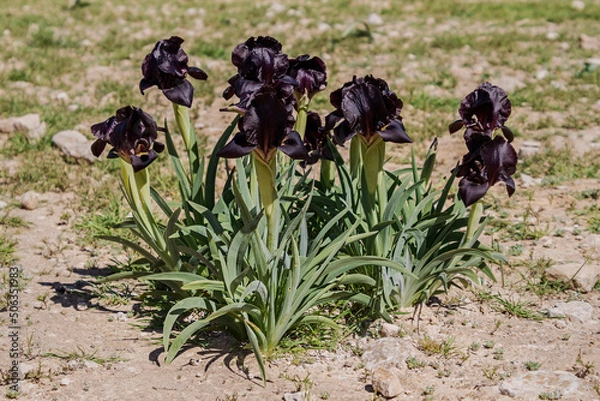 Fototapeta clump of rare wild royal black iris indigenous to Tel Arad and a nearby hillside in Israel in full bloom surrounded by sand and grazed wild grasses