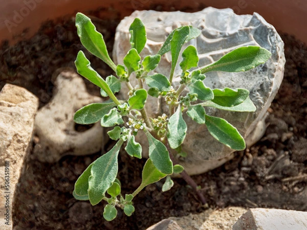 Fototapeta seedling of Anastatica hierochuntica the true Rose of Jericho resurrection plant in a pot with rocks showing tiny white and yellow flowers