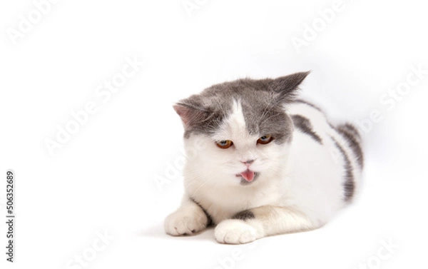 Fototapeta cute  tired white gray tabby cat on isolate background.