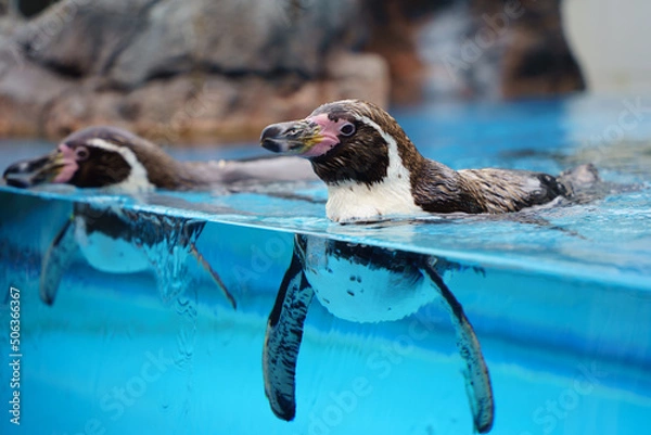 Fototapeta 水族館のペンギン