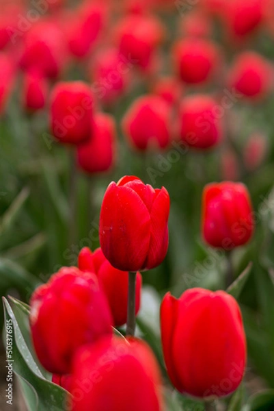 Obraz Tulips in Netherlands