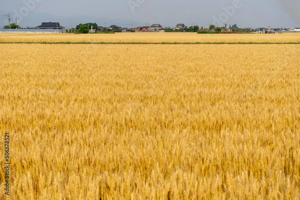 Obraz 収穫前の麦