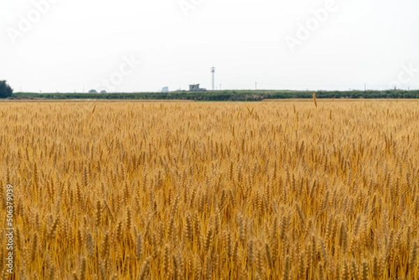 Obraz 収穫前の麦