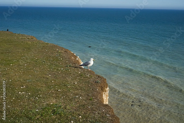 Fototapeta Seagull on the edge of a cliff. High rock near the ocean. Seagull on a rock near the ocean with blue water.