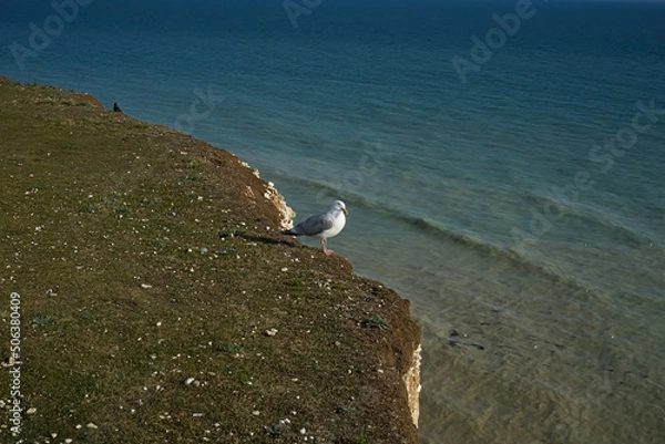 Fototapeta Seagull on the edge of a cliff. High rock near the ocean. Seagull on a rock near the ocean with blue water.