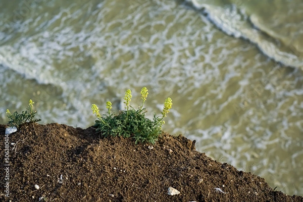 Fototapeta Yellow flowers on the edge of the cliff. Cliff and flowers. Yellow flowers on the background of the ocean.