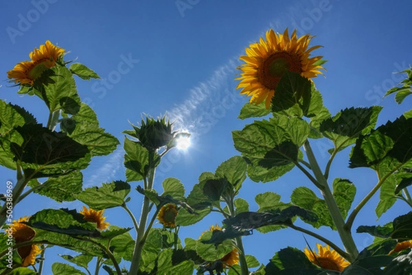 Obraz Sonnenblumen im Feld