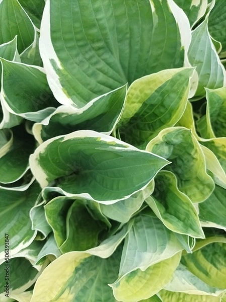 Obraz Funkia hosta