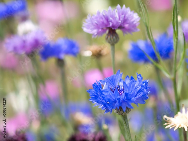 Obraz ヤグルマギク