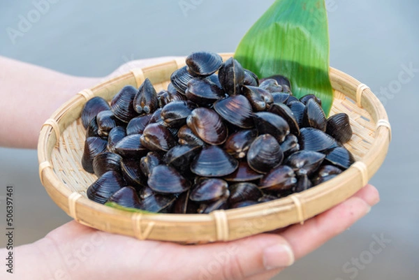 Obraz 十三湖のシジミ貝