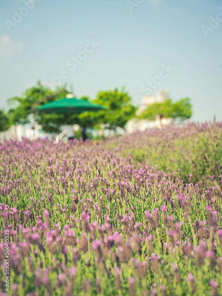 Obraz lavender in the park (공원에 핀 라벤더)