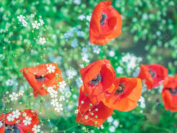 Obraz bright red poppy (새빨간 양귀비)