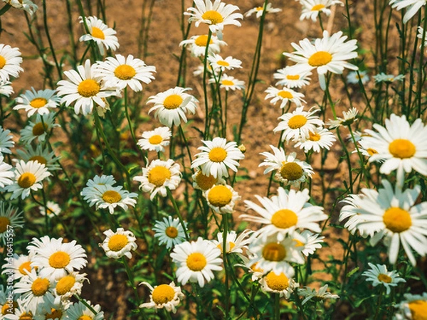 Obraz fried egg daisy flower (계란후라이 데이지꽃)