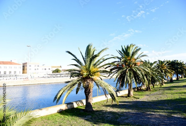 Fototapeta Palm trees near the Turia River near the seaport of Valencia (Playa de Pinedo). Palms on blue sky background. Palms tree and pine in city park. Date Palm (Phoenix dactylifera) of palm family..