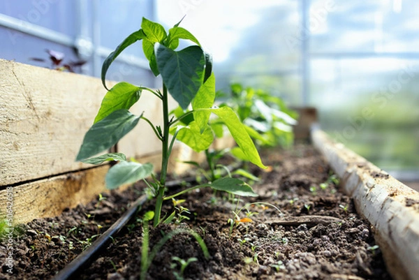 Fototapeta Bed with tomato sprout