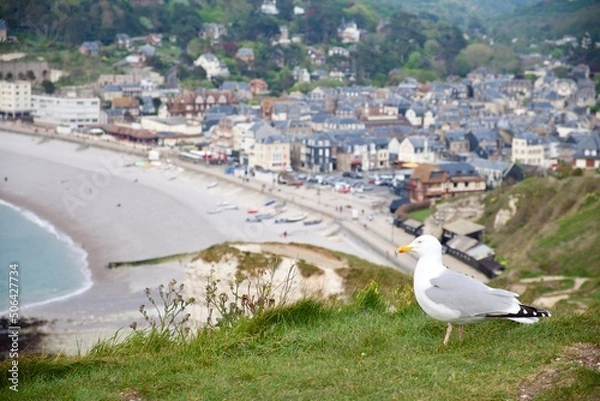 Obraz Seagull on the Etretat Cliffs