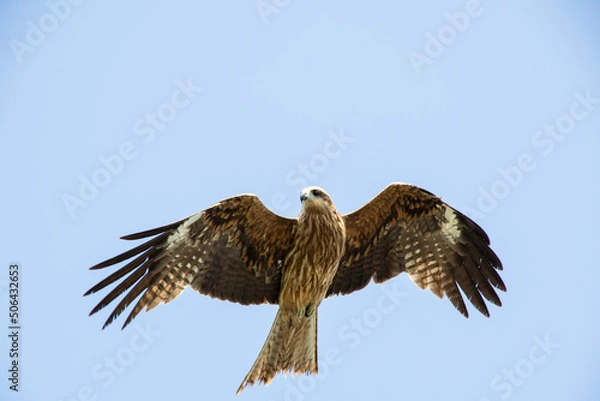 Obraz 空飛ぶとんび