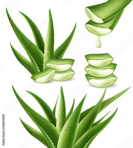 Obraz Realistic aloe vera medicinal plant and its sections with fresh drops of water in 3D. Isolated vector illustration