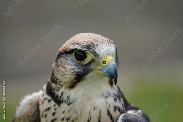 Fototapeta Lanner falcon