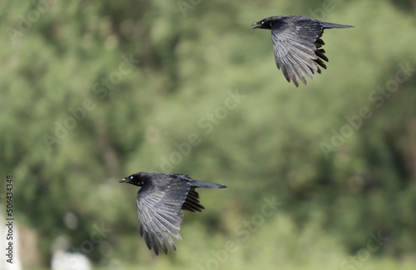 Obraz Two crows in flight