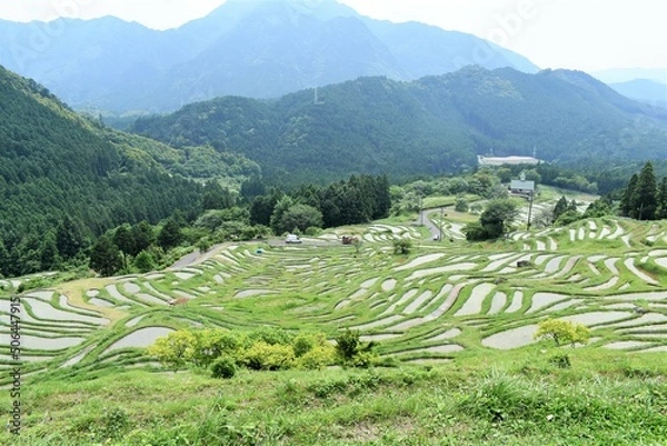 Fototapeta 千枚田,三重県,田園,田植え,米,水田,日本の風景,熊野