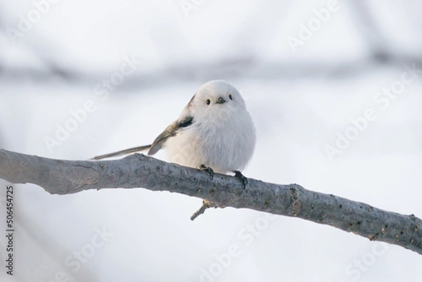 Obraz 北海道三大かわいい　雪の妖精　シマエナガ