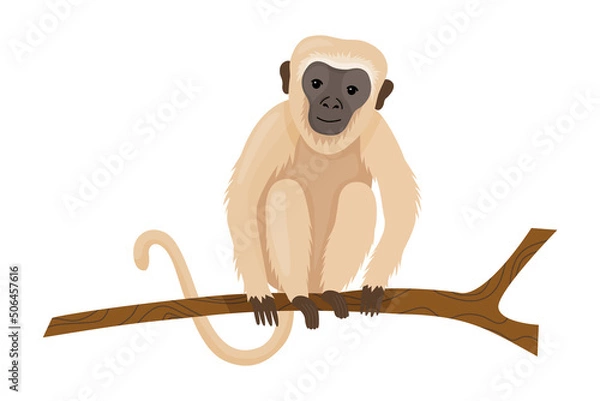 Obraz Monkey or macaque with light hair. An exotic animal from the jungle, sits on a branch. African monkey isolated on white background.