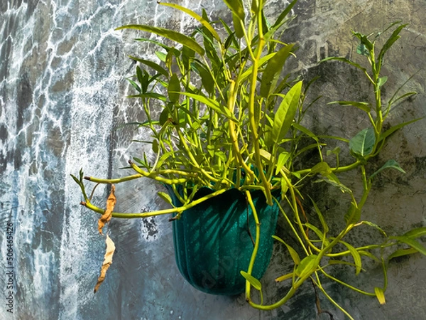 Obraz grass and stones