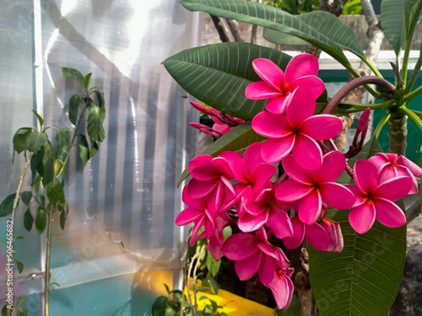 Obraz orchid in a garden