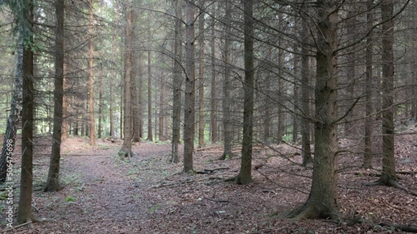 Fototapeta footpath in the dead forest