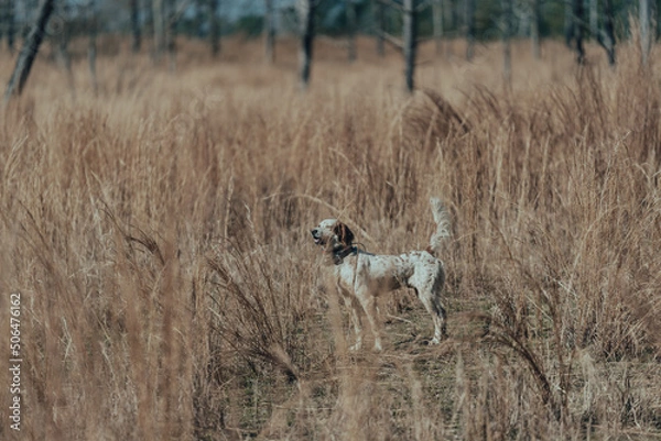 Obraz Bird Dog