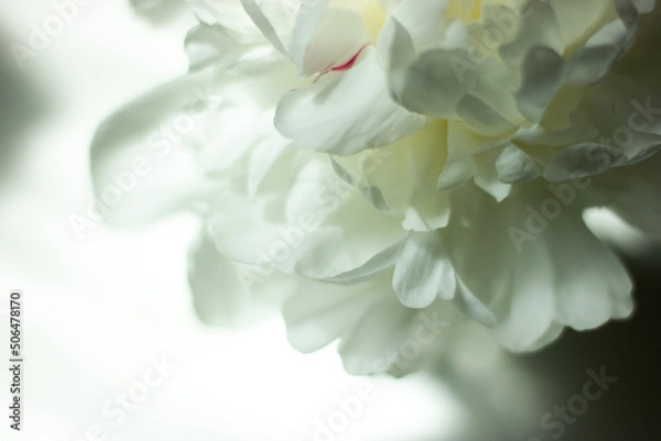Fototapeta Romantic banner, delicate white peonies flowers close-up.