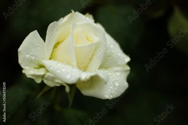 Obraz White roses on a dark background