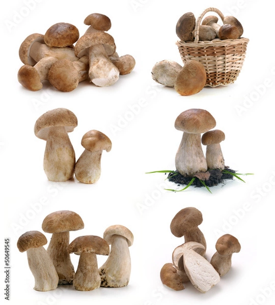 Obraz mushrooms in a basket