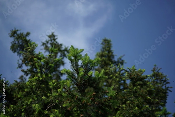 Fototapeta Nadelbaum, wachsende Fichte im Detail l mit frischen Nadeln